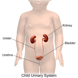 Urinary_System_(Child).png